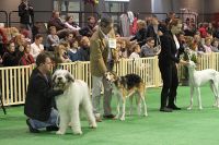 UNUSUAL PRESENTATIONS AT THE DOG EXHIBITION