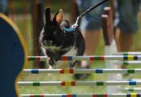 OBSTACLES COURSE FOR RABBITS