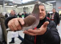 PIGEON AUCTION IN AID FOR CHILDREN