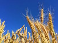 Growing export of Ukrainian grain