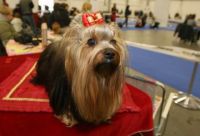 THE 10TH INTERNATIONAL PEDIGREE DOG EXHIBITION HAS COMMENCED AT TARGI KIELCE