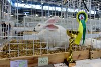 THE MOST BEAUTIFUL RABBITS ON SHOW AT TARGI KIELCE