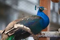 UNUSUAL PEACOCKS ON DISPLAY AT TARGI KIELCE