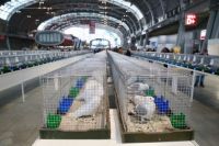 PIGEONS, ORNAMENTAL POULTRY AND RABBITS - VISITORS ARE MORE THAN WELCOME AT TARGI KIELCE