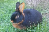 Fluffy, long-eared beauties