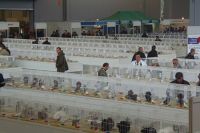 Poland’s largest Pedigree Pigeon Exhibition