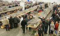 Despite the freezing weather, the National Pigeon Exhibition brought together crowds of visitors