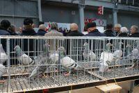 PIGEONS AND RABBITS REGIONAL EXHIBITIONS HAVE COMMENCED