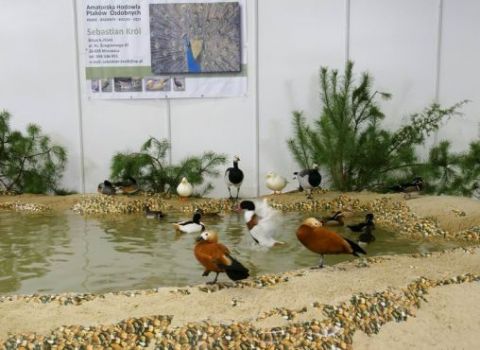 The exhibition is the showcase for the most beautiful specimens of ornamental poultry 