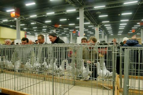  The exhibition is the showcase for 2,000 birds