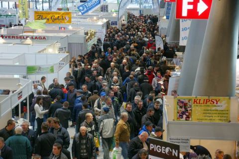 65 National Exhibition of Carrier Pigeons has brought together breeders from all across Poland