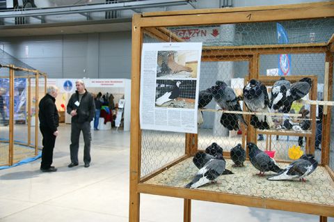 The exhibition halls will bee the showcase for 197 breeds and 5500 pigeon specimens 