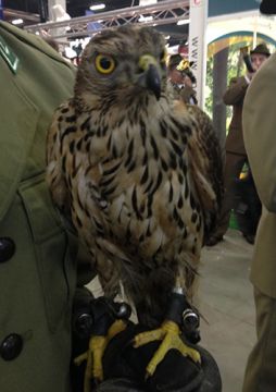 Amazing birds have been brought by the students of the Forestry School from Zagnańsk near Kielce