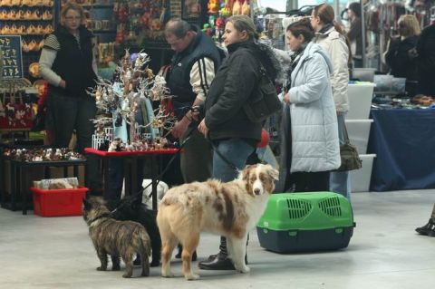 Psy także chętnie odwiedzają Zoo Salon w Targach Kielce 