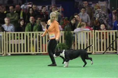 The Targi Kielce's DOG-EXPO is not only a showcase for pedigree pets