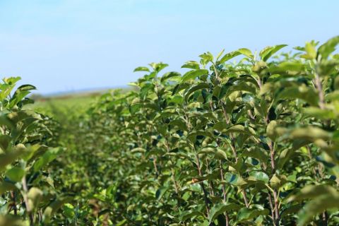 Good fruit production largely depends on high quality trees from the nursery