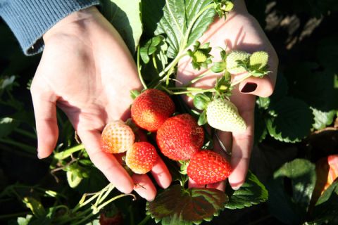  Polish fruit production includes soft fruits, e.g. strawberries