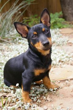 Suczka Mt Brooks Black Pearl of Texas, archiwum prywatne Judy McCarthy 