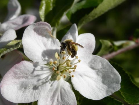 Honey bees are able to detect the scent of explosives