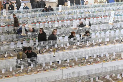 Targi Kielce's Expo Halls will once again become a display for cages with winged beauties