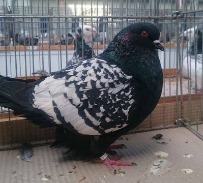 Ryś Polski - Columba livia type of pigeon 