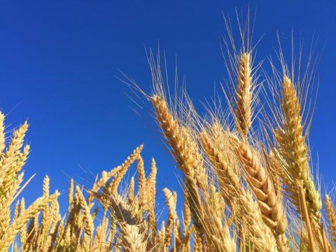 Targi Techniki Rolniczej EURO-AGRO we Lwowie, organizowane we współpracy Targów Kielce z ośrodkiem GalExpo to okazja do wymiany doświadczeń i nawiązania owocnej międzynarodowej współpracy pomiędzy ukraińskimi rolnikami, a przedsiębiorcami z&nbsp;Polski 