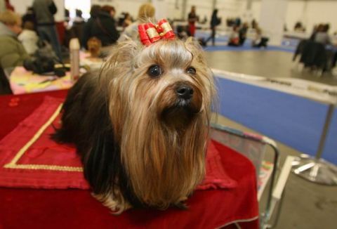 5,700 dog beauties have been brought together at Targi Kielce for the pedigree-dog weekend