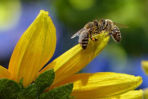 BacterPlant MIX, który zostanie zaprezentowany podczas Targów EcoTime nie szkodzi pszczołom 