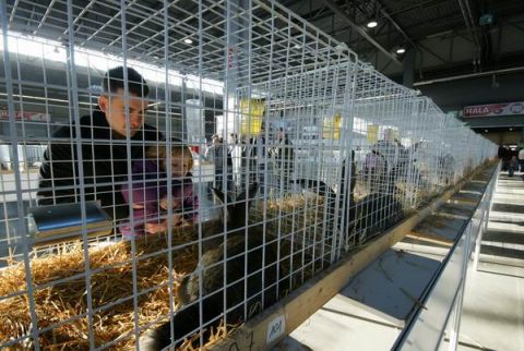 Last year's Targi Kielce's exhibition was the showcase for  500 pedigree rabbits