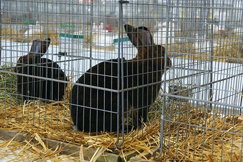  Targi Kielce-staged Świętokrzyskie Pedigree Rabbit Exhibition will showcase as many as 600 most beautiful rabit specimens