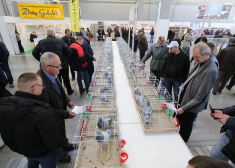 Last year, regional race-pigeons, pedigree pigeons and rabbits exhibition staged at Targi Kielce attracted 2,700 visitors