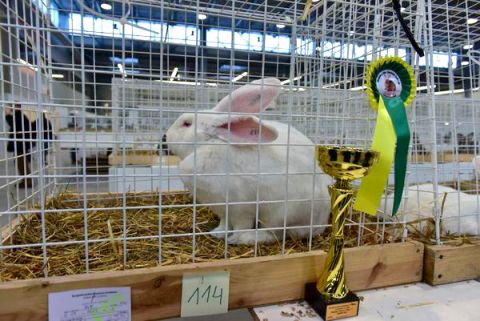 Giant rabbits were in large numbers presented in Targi Kielce, some specimen may be as heavy as  11 kg