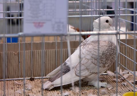 CUPS FOR MOST BEAUTIFUL PIGEONS PUT ON SHOW AT TARGI KIELCE