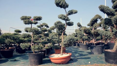 BONSAI ART FROM THE KIELCE  BONSAI PARK GARDEN CENTRE