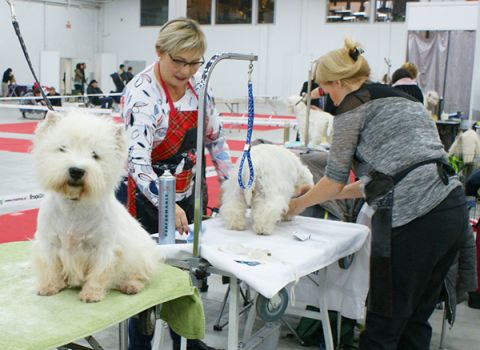 More than 8.5 thousand dog beauties proudly presented in Targi Kielce on 24 and 26 November