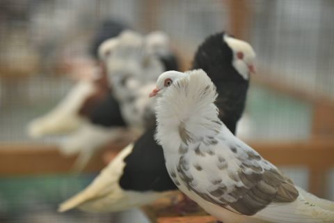 Targi Kielce’s National Exhibition is the place to admire the most interesting pigeon breeds