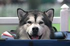 3000 dogs of 215 breeds at the International Dogs Exhibition