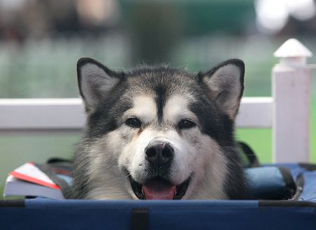 This year’s exhibition hosts almost three thousand dogs