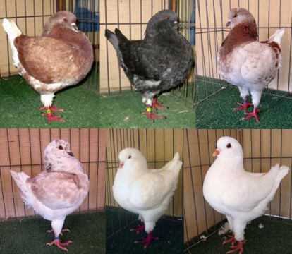 King breed pigeons from the collection of Andrzej Rożek