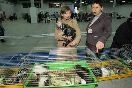 The expo will be a display of guinea-pigs, in addition to pedigree dogs