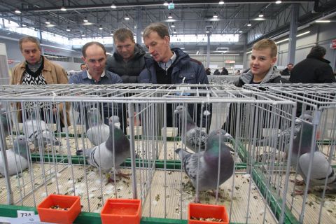 regionalne wystawy gołębi