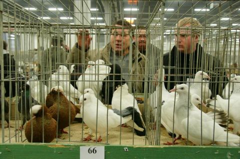  This year's exhibition is  a chance to see 6500 birds on display