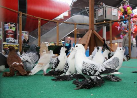 wystawa gołębi rasowych