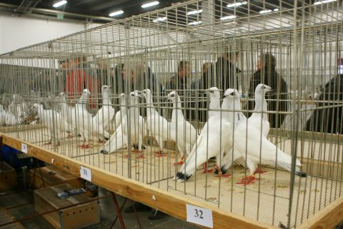 RABBITS AN PIGEONS REIGN SUPREME IN TARGI KIELCE EXPO HALLS